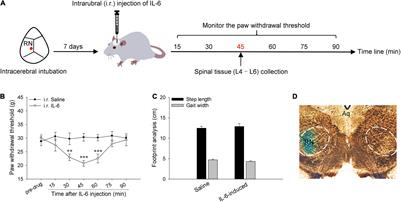 Red Nucleus Interleukin-6 Evokes Tactile Allodynia in Male Rats Through Modulating Spinal Pro-inflammatory and Anti-inflammatory Cytokines